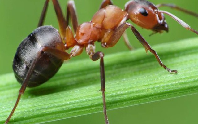 7 loại cây kiến rất ngại “đụng mặt”, thấy là sẽ quay đầu