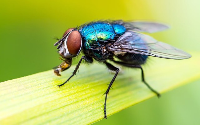 7 loại cây là "khắc tinh" của ruồi: Biết trồng thì vô vàn lợi ích!