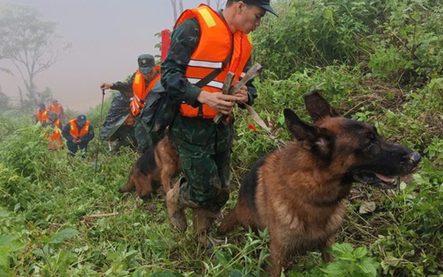 Hình ảnh chó nghiệp vụ tìm kiếm nạn nhân bị lở núi ở Đà Nẵng