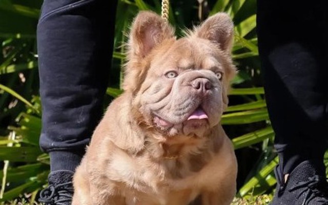 Chú Bulldog đắt nhất thế giới có giá 3 tỷ đồng sở hữu những nét đẹp hiếm có