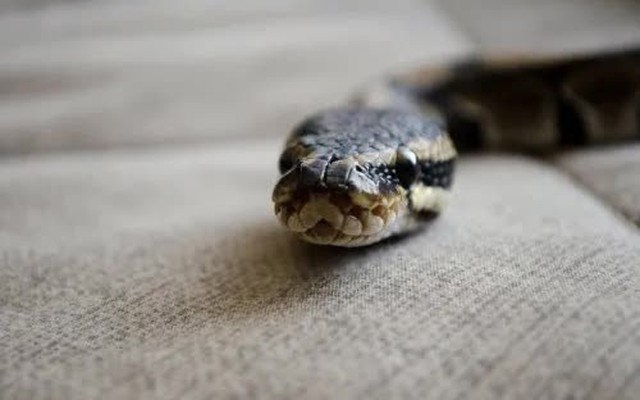 6 lý do rắn bò vào nhà bạn: Số 1 nhiều người không hề nghĩ tới!