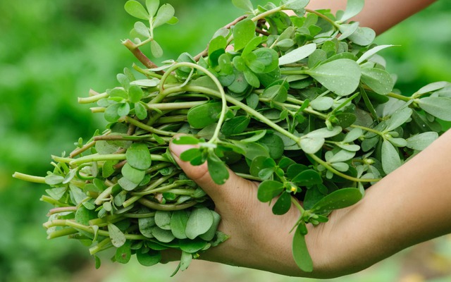 Loại rau người Trung Quốc coi là "rau trường thọ": Mọc đầy Việt Nam nhưng hay bị nhổ bỏ