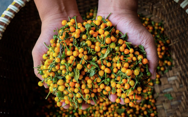 Loại gia vị đắt bậc nhất hành tinh, giá gần 1 tỷ đồng/kg được nông dân Việt Nam trồng thành công