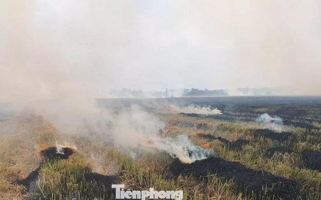 Sản xuất lúa phát thải thấp: Không đốt rơm, rạ gây ô nhiễm