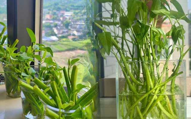 Giá rau tăng vùn vụt, chị em rủ nhau trồng rau muống thủy canh: Cắm cọng rau vào nước là có cả bình ăn mệt nghỉ