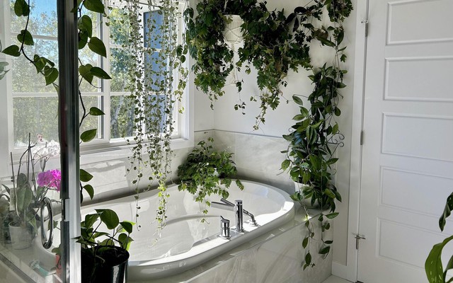 Để loại cây này trong nhà tắm, nấm mốc sẽ biến mất, không khí khô thoáng hơn: Mùa đông càng nên trồng