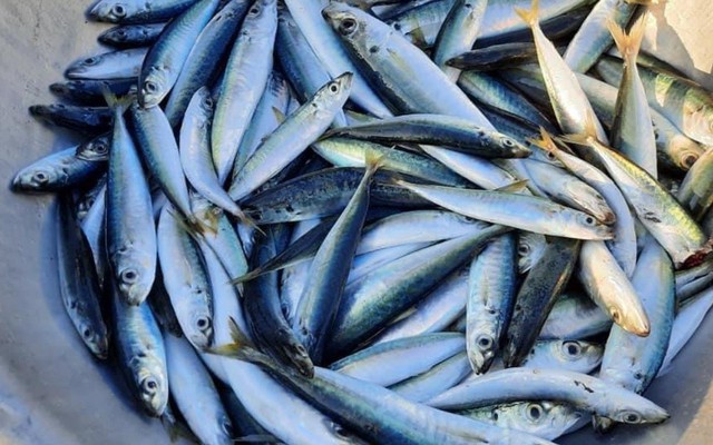 Loại cá bình dân nhiều protein gấp 6 lần sữa, nhiều omega-3 hơn cá hồi: Giảm mỡ máu, bổ tim