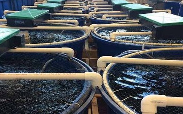 Vượt Mỹ, TQ chi hơn 1 tỷ USD mua sản vật dưới nước của VN: Nước ta có công nghệ chế biến dẫn đầu thế giới