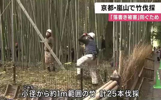 Du khách khắc bậy chi chít vào rừng tre biểu tượng, Nhật Bản đưa ra quyết định sốc