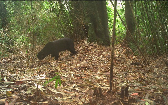 Đặt camera giữa rừng sâu, các nhà bảo tồn bất ngờ phát hiện loài vật cực kỳ quý hiếm vắng bóng hơn 20 năm
