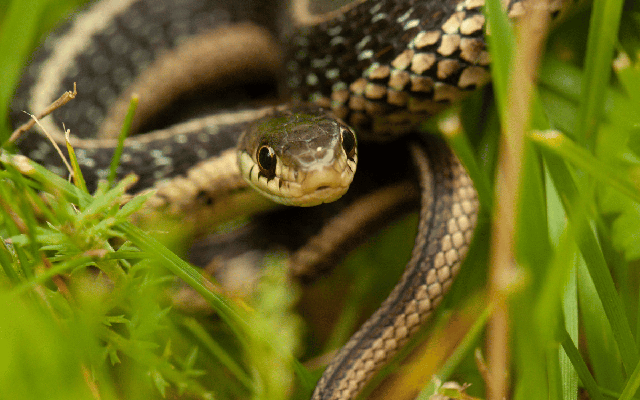 6 dấu hiệu cho thấy vườn nhà đang có rắn và cách xử lý