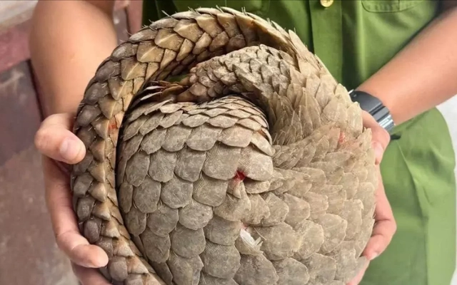 Phát hiện con vật quý hiếm trong sách đỏ khi đi làm đồng