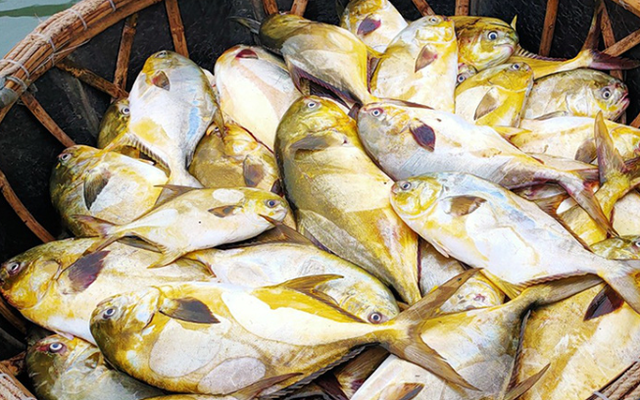 Loại cá "quý tộc” ngon nhất biển cả, giàu đạm gấp đôi trứng gà, ít chất béo xấu: Nấu cực đơn giản vẫn ngon tròn vị