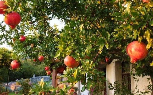 Ông bà dặn con cháu: Trông sân biết lộc, nhìn ngõ rõ phúc - Sân nhà có 5 cây này, cả năm chẳng lo nghèo