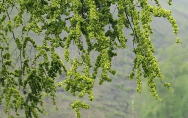 Người xưa dặn kỹ: 5 cây trước nhà KHÔNG nên chặt kẻo tán tài, con cháu lụi bại