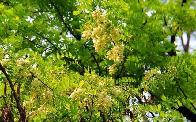 Người xưa dặn: Tránh xa 5 loại cây “âm” này vì dễ rước vận xấu vào nhà