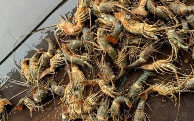 Lũ lớn khiến tôm hùm chết hàng loạt, giá bán chỉ còn 200.000 đồng/kg