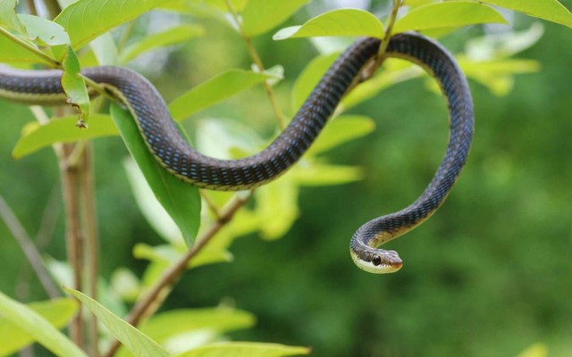 10 loại cây vô tình "gọi" rắn tới nhà: Nhiều gia đình trồng mà không biết