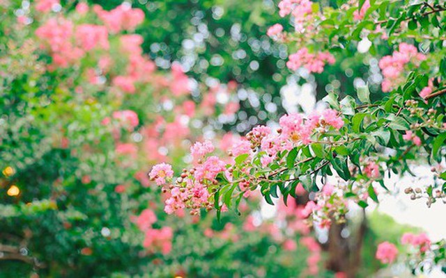 Loại cây là biểu tượng của thịnh vượng và bình an: Trồng một cây trong nhà, có được nhiều vị thuốc