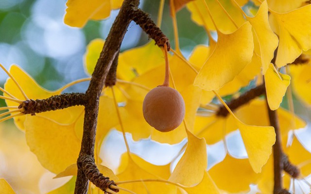 Trồng 5 cây trong nhà, gia chủ đắc tài đắc lộc, con cháu không lo nghèo khó
