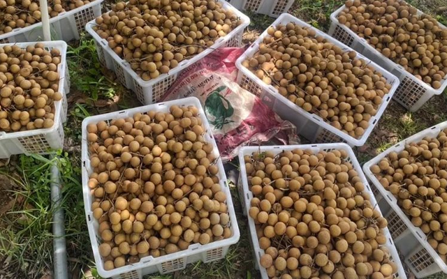Sau sầu riêng, Lào sắp trở thành đối thủ của một loại trái cây Việt Nam tại Trung Quốc, nước ta đứng thứ 2 thế giới về xuất khẩu