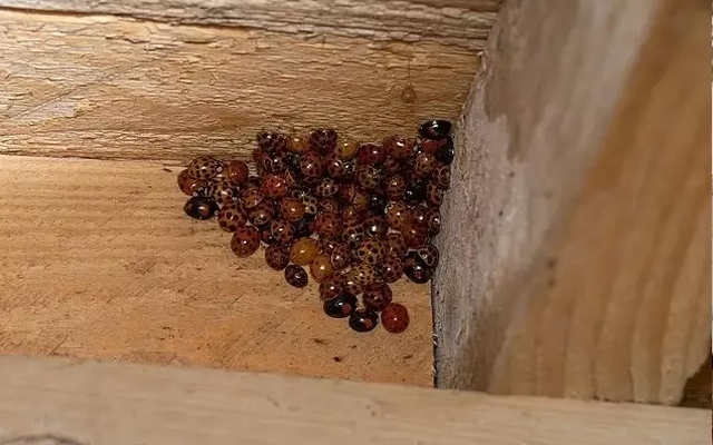 Bọ rùa châu Á gây náo loạn hàng nghìn nhà dân Mỹ