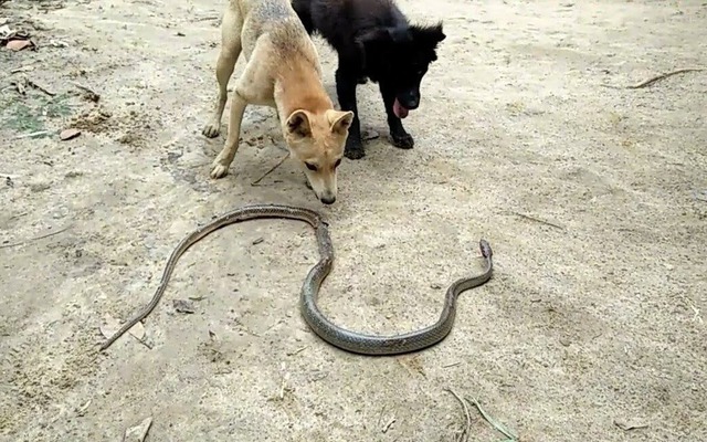 4 loài vật khiến rắn sợ run như cầy sấy