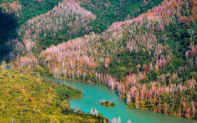 Không phải Hàn Quốc, Nhật Bản, đây là rừng phong ở Việt Nam: Du khách nhận xét "Chẳng cần đi nước ngoài"