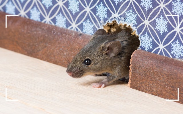 Đây là cách đuổi chuột hiệu quả nhất: Làm 1 lần, 60 ngày sau chuột không dám bén mảng