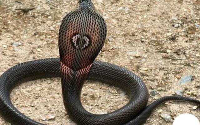 3 chỗ trong nhà rắn thích trú nhất