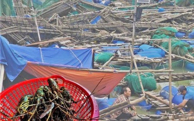 Bán tôm hùm 150.000 đồng/kg sau lũ dữ, người dân Đắk Lắk trắng tay