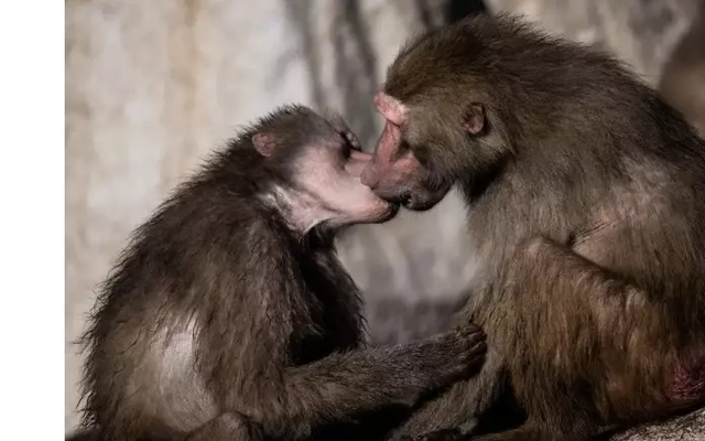 Nụ hôn có từ bao giờ?