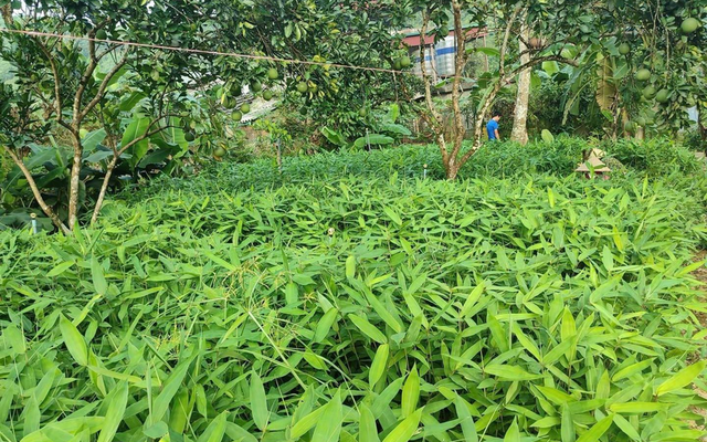 Loại cây dại trồng chỉ lấy lá giúp người dân đổi đời: Mỏ “vàng xanh” cuối cùng cũng được khai thác