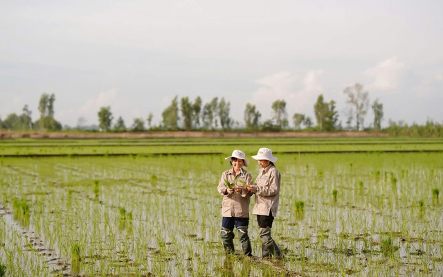 Lai tạo giống lúa mới, nông dân Việt tiết kiệm 2-3 tỷ/năm