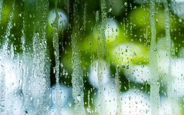 Trồng 2 cây cảnh này trong nhà, trời nồm cũng không sợ cửa sổ đọng hơi nước