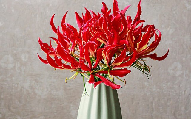 Loài hoa đẹp kỳ lạ mọc đầy ở Việt Nam: Vườn Quốc gia đưa cảnh báo tuyệt đối không được sờ hay hái