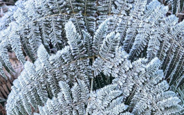 Y Tý xuất hiện băng giá, những tán cây rừng đẹp kỳ ảo