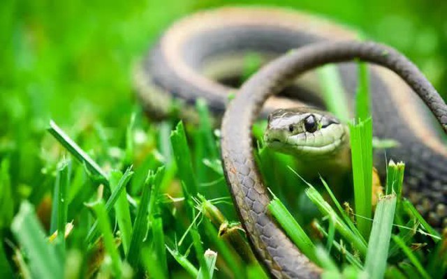 10 thứ trong sân vườn dễ dụ rắn tới nhà bạn: Có những thứ nhiều người vẫn vô tư để mỗi ngày