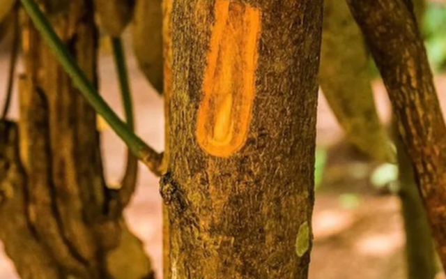 Một loại ‘vàng nâu’ quý báu của thế giới nhưng Việt Nam trồng bạt ngàn: Từ thân đến là đều ra tiền, thu về gần 250 triệu USD kể từ đầu năm