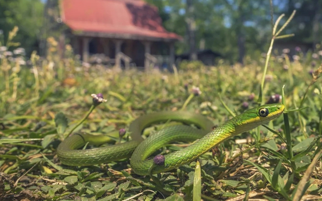 Làm thế nào để phát hiện có rắn trong vườn? Chuyên gia làm vườn mách 3 dấu vết