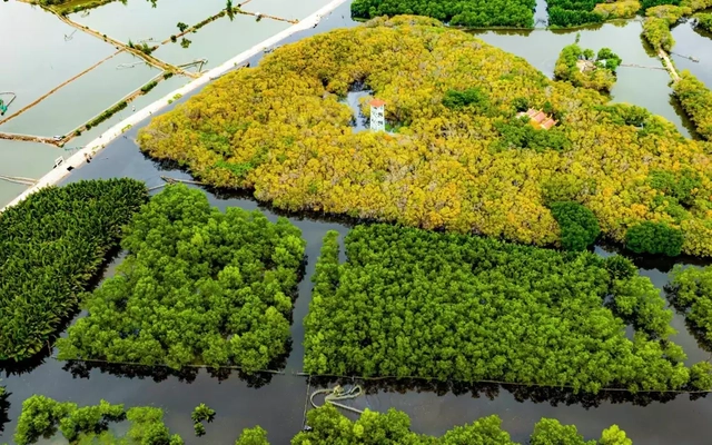 Rộng xanh thêm những cánh rừng ngập mặn xứ Huế