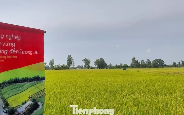 Đề án 1 triệu ha lúa chất lượng cao, muốn giảm phát thải phải chuẩn hóa quy trình