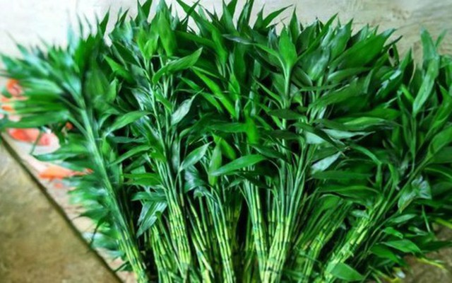 2 loại cây vừa lọc không khí, vừa hút tài lộc: Tết này nhất định phải có trong nhà