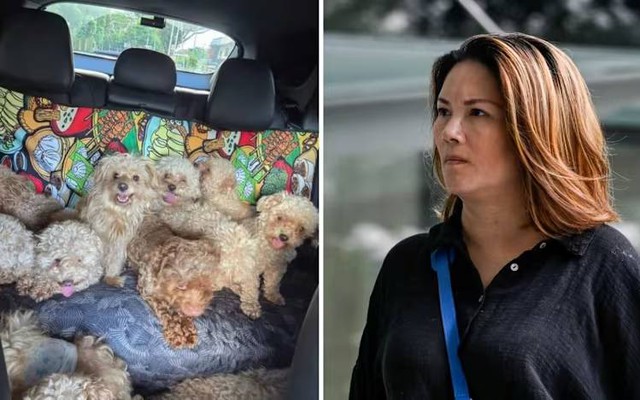 Nuôi tới 79 con chó trong nhà, người phụ nữ bị phạt hơn 400 triệu đồng