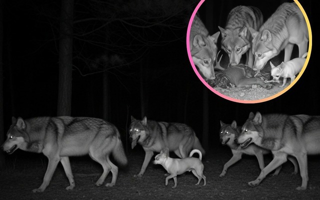 Sự thật ngỡ ngàng: Đến Chihuahua cũng mang dòng máu "sói" trong mình