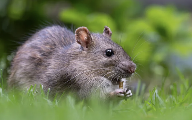 Loại cây vừa đẹp mắt vừa đuổi chuột cực tốt: Người Việt biết trồng từ trăm năm trước