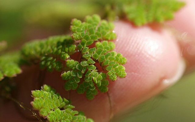 Vị giáo sư 'biến' lân thành đạm từ bèo, lai tạo hàng loạt giống lúa cứu mùa màng Việt Nam