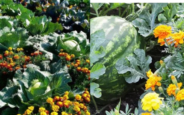 Người Trung Quốc thường trồng cây này trước cửa để ngăn rắn vào nhà: Người Việt thường mua chơi Tết