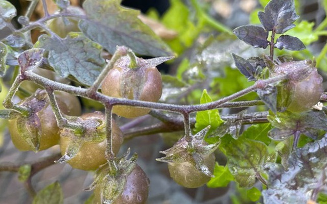 Ở "phòng thí nghiệm sống" của Darwin, một thứ đang tiến hóa ngược