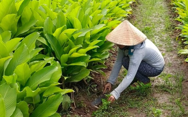 Trồng củ “lạ” mệnh danh sâm lùn Thái, nông dân nhàn tay thu lãi chục triệu mỗi công